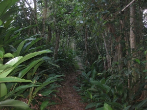 Hiking the paths of Itacaré